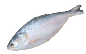 Hilsha (Hilisha) Whole Fish 1.8-2kg