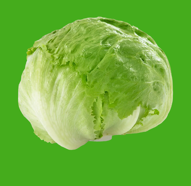 Fresh Lettuce